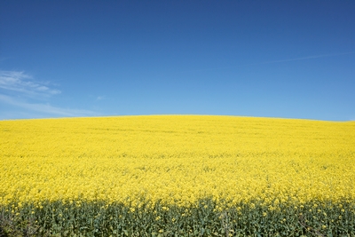 canola_field